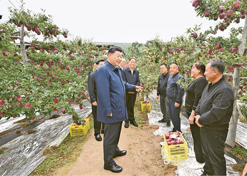 2024年9月10日至13日，中共中央總書記、國家主席、中央軍委主席習近平在甘肅考察。這是11日上午，習近平在天水市麥積區南山花牛蘋果基地考察時，走進果林了解相關種植、技術和管理情況。 新華社記者 謝環馳/攝
